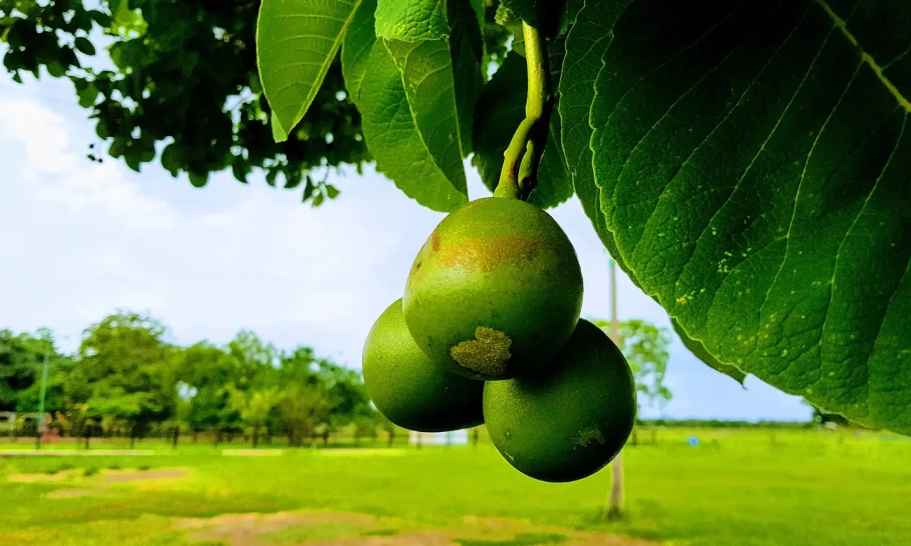 Pesquisadores avaliam potencial cicatrizante do óleo de pequi do Cerrado
