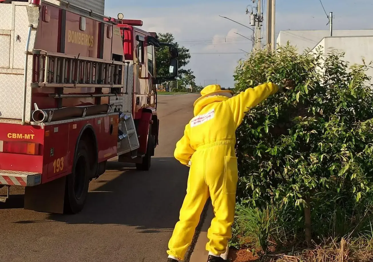 Bombeiros eliminam enxame de marimbondos em árvore de bairro em Campo Verde